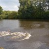 hundetreffen 03.09.2016 561